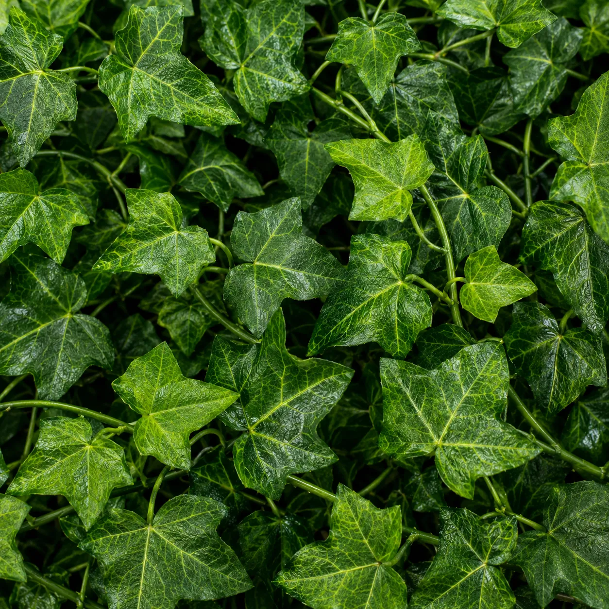 Alessandro Design ghirlandă iederă artificială verde 12 ramuri