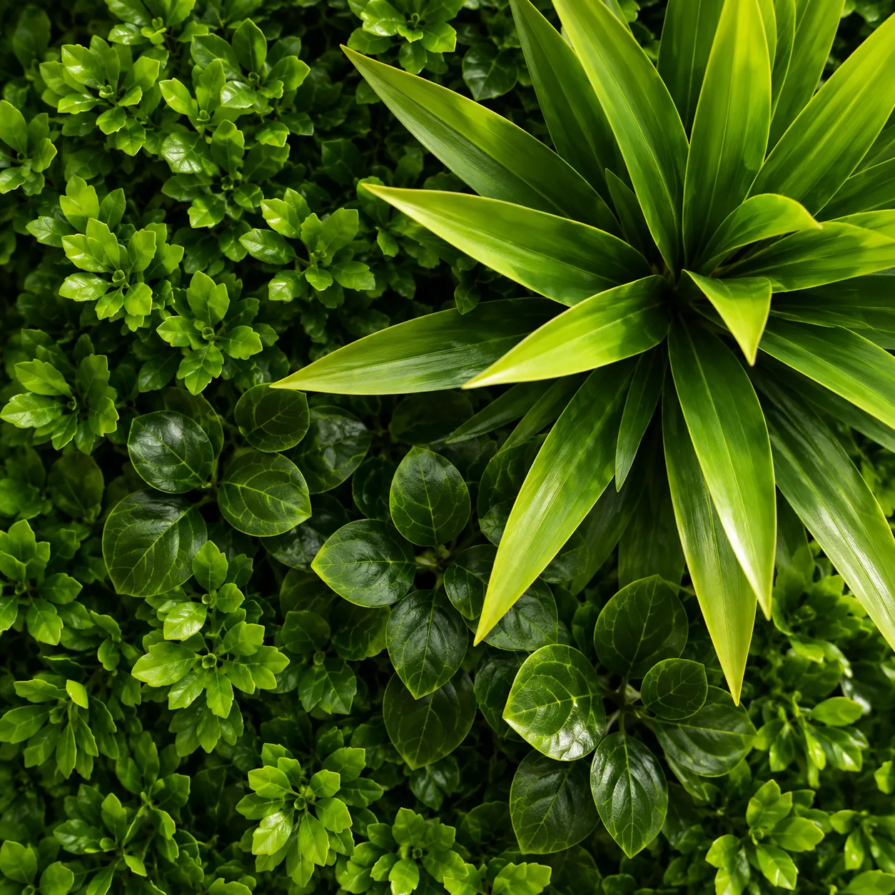 Alessandro Design Gard Viu Artificial Boxwood 100x100 cm Verde