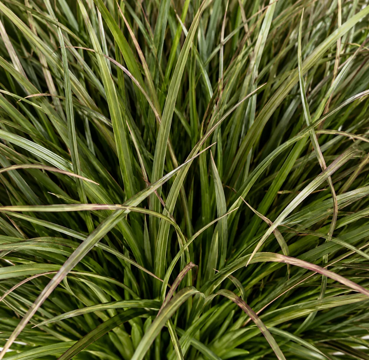 Alessandro Design Onion Grass tufa iarba artificiala 28cm verde inchis