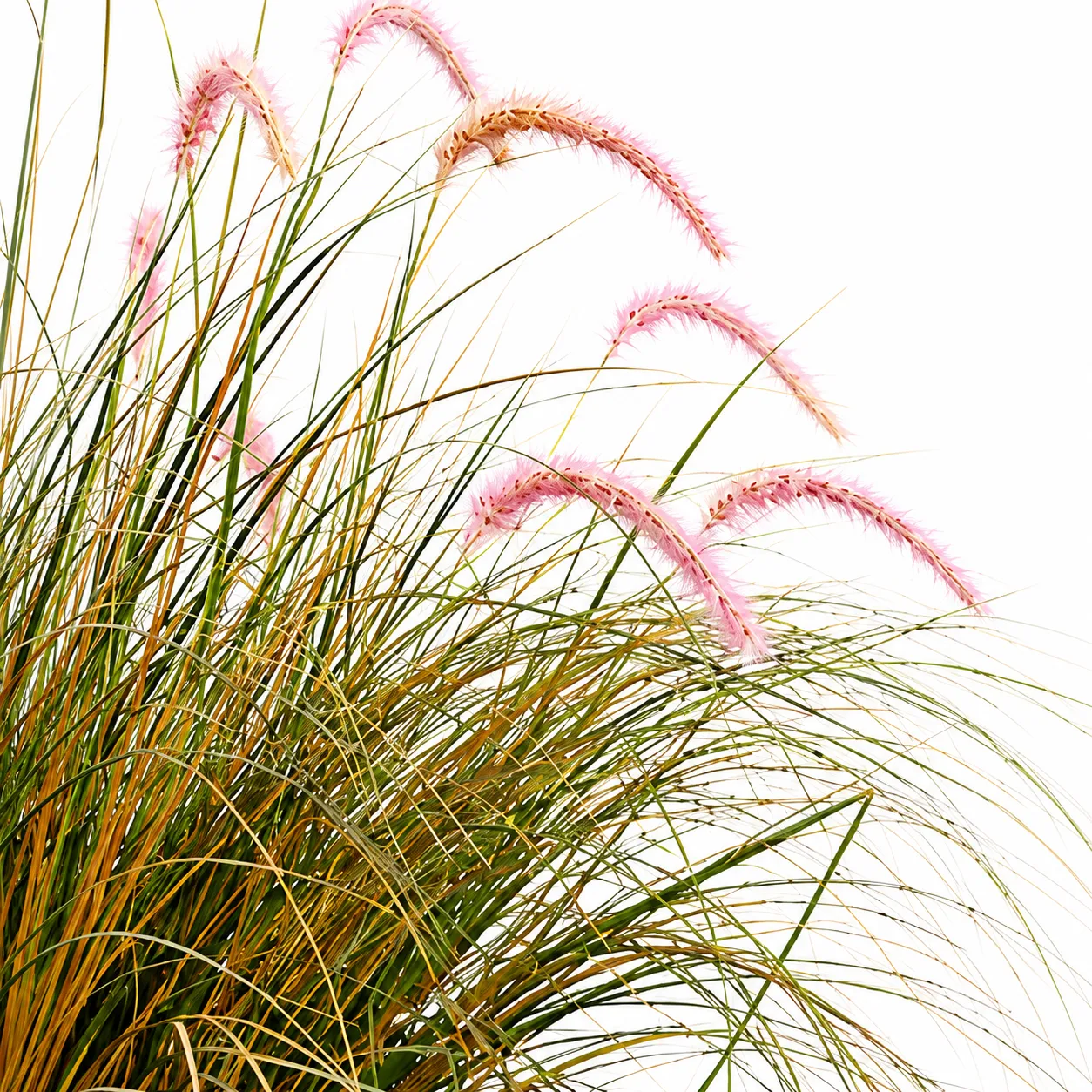 Alessandro Design Foxtail planta artificiala 120cm verde-roz
